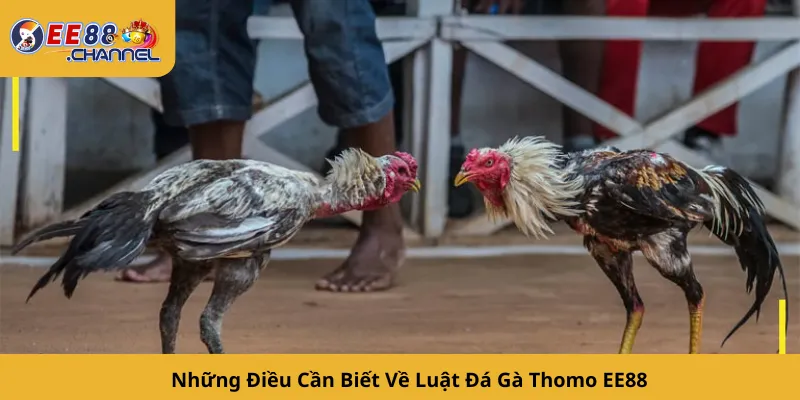 Những Điều Cần Biết Về Luật Đá Gà Thomo EE88