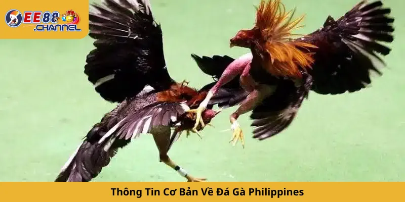 Thông Tin Cơ Bản Về Đá Gà Philippines