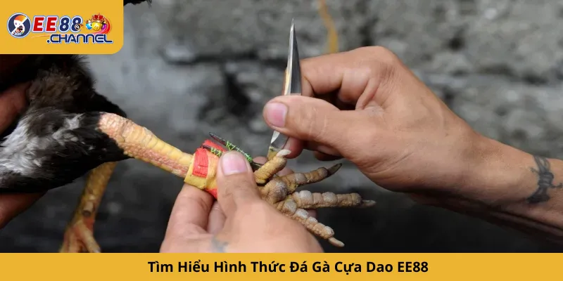 Tìm Hiểu Hình Thức Đá Gà Cựa Dao EE88